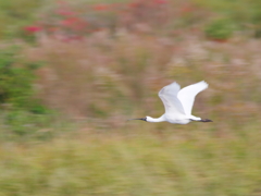 秋風を巻いて(13)