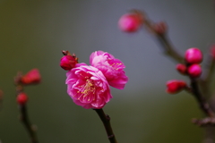 小寒の梅(5)