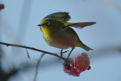 遅い早咲き(4)