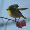 遅い早咲き(4)