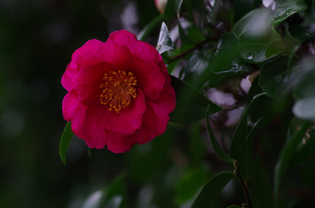 花時雨(3)