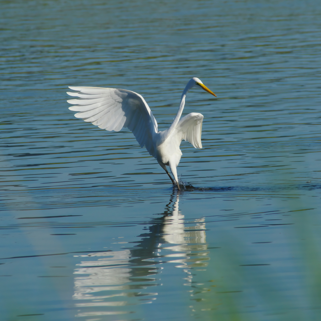 海鳥事情(4)