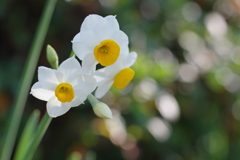 晩冬花(2)