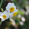晩冬花(2)