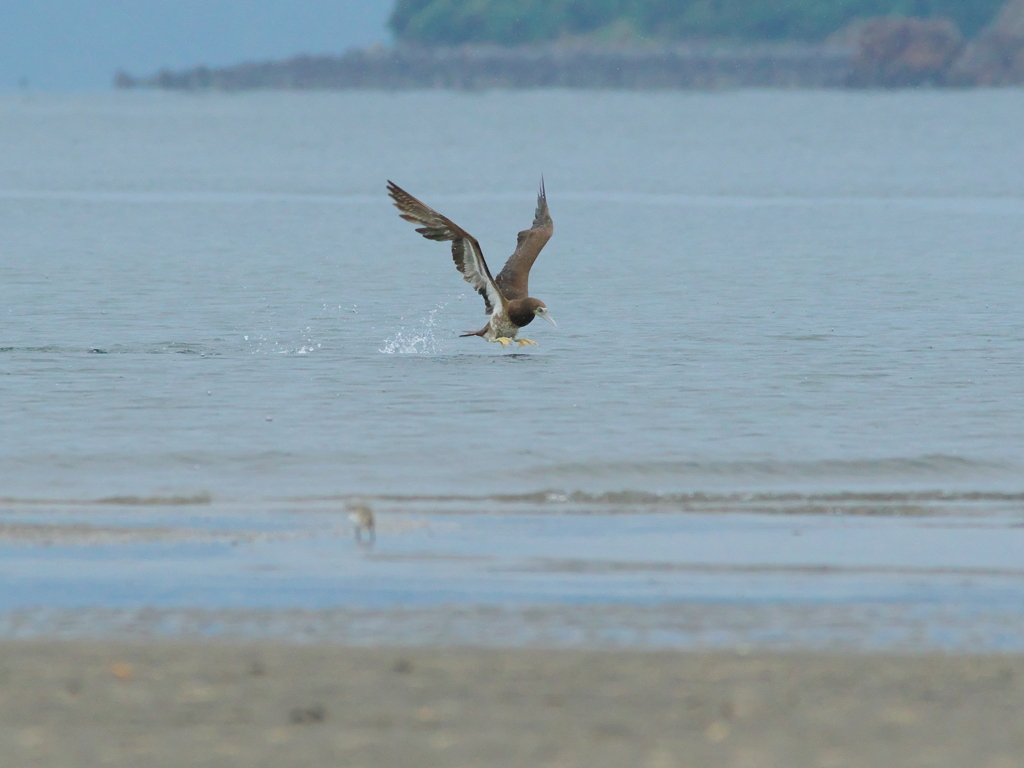 海鳥事情(2)