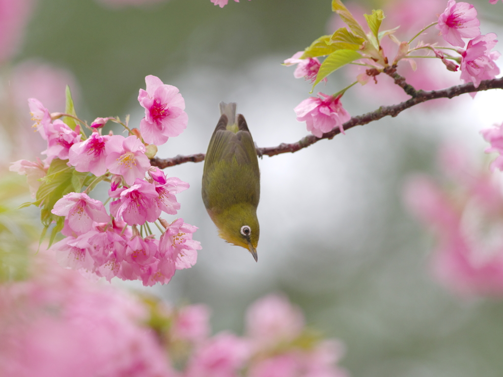 春雨の吐息(23)