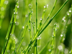 朝露のリズム(2)