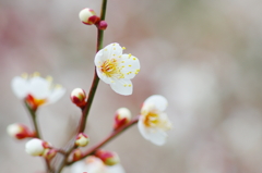 花ぐもり(3)