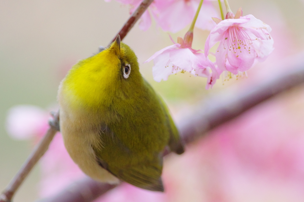 桜の木のラプソディー(2)