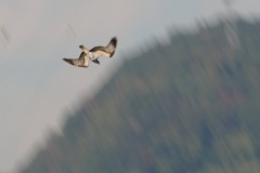 秋風を巻いて(1)