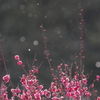 春仄か(4)