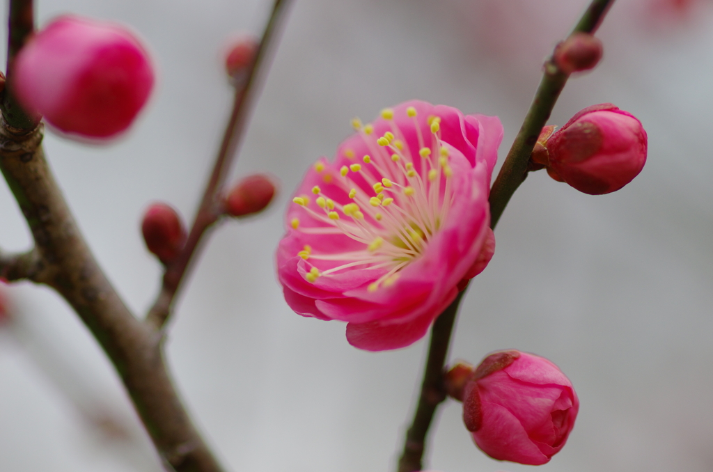 東風解凍（はるかぜこおりをとく）(4)