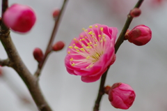 東風解凍（はるかぜこおりをとく）(4)