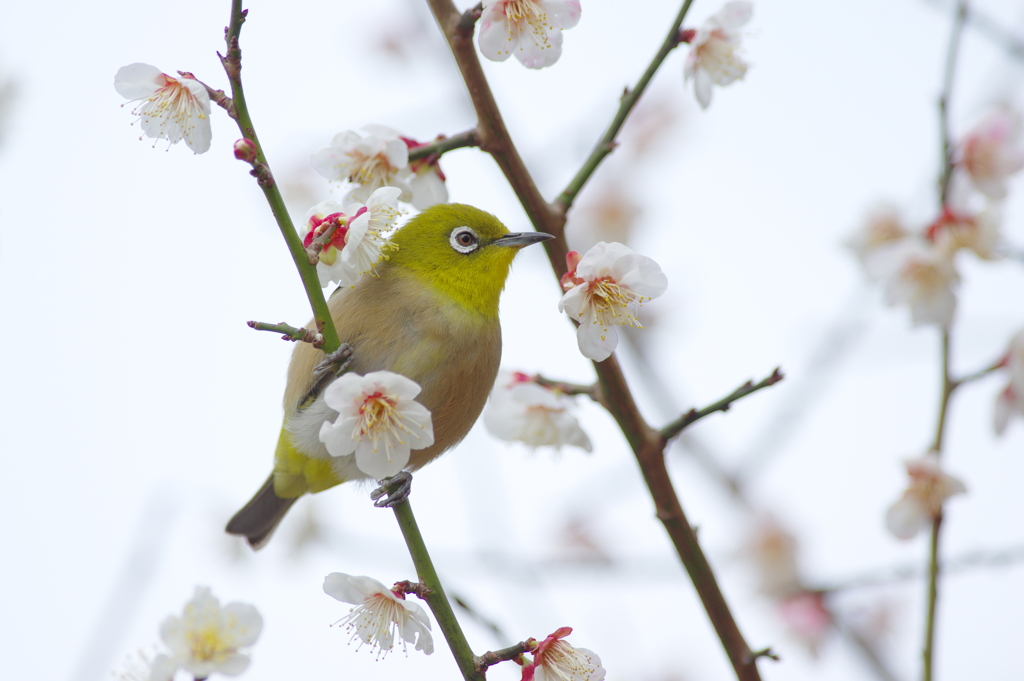 花守さんへ(3)