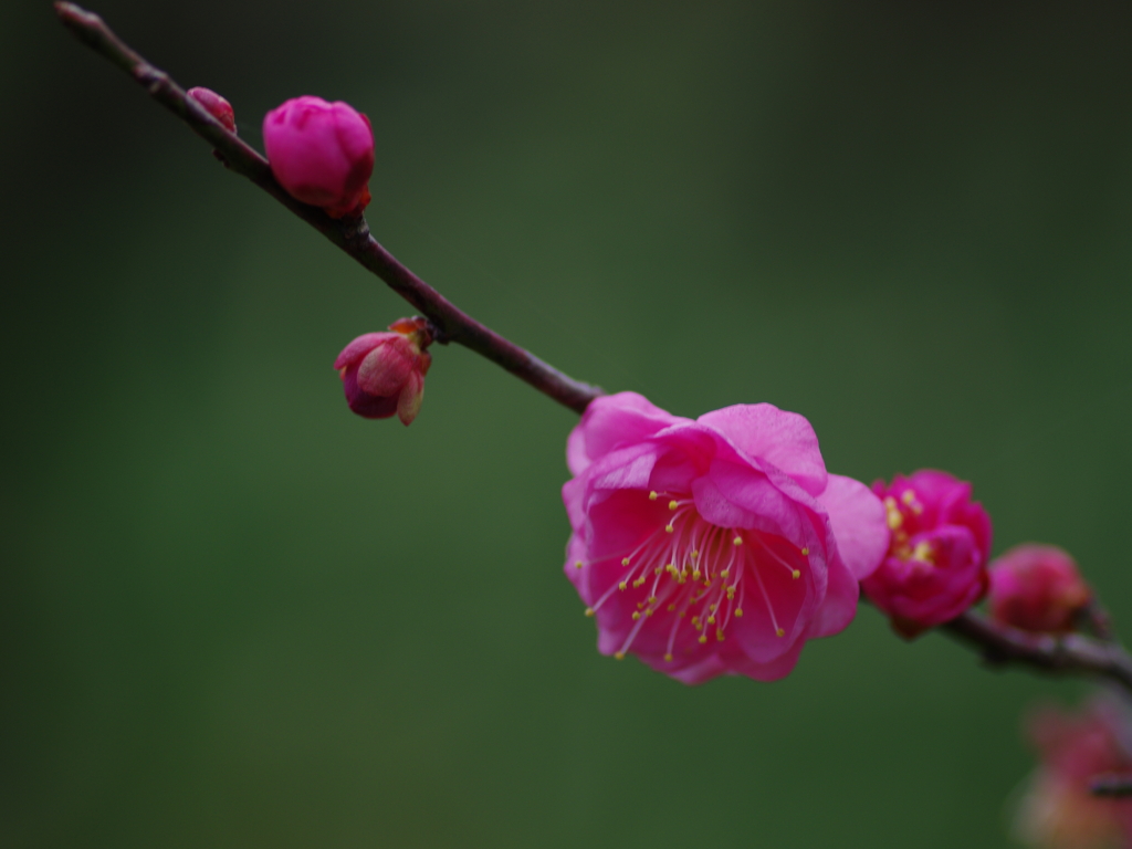 梅探し(9)