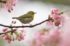 遅い早咲き(2)