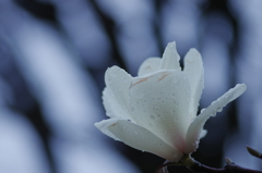 花の雨(1)