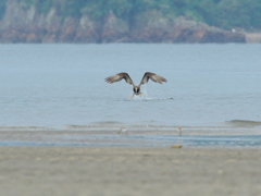 海鳥事情(7)