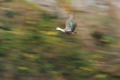 ウインターウインド(7)