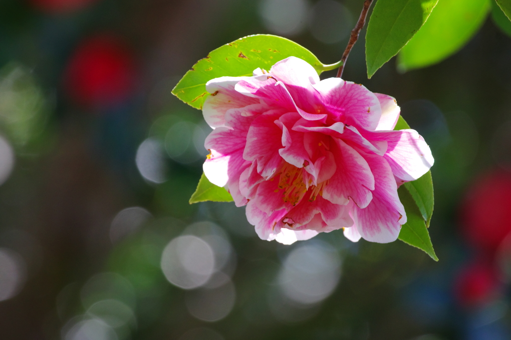花時(1)