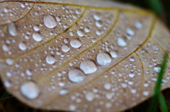 秋時雨(2)