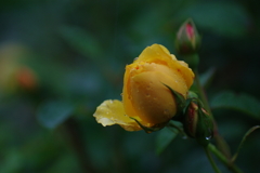 雨の春日記(1)