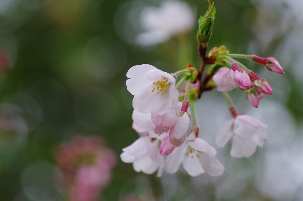 花分の花(8)