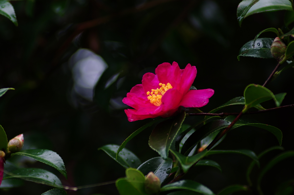 花時雨(4)