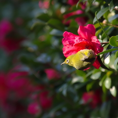 冬越えの花(3)