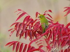 葉っぱ＝虫(3)