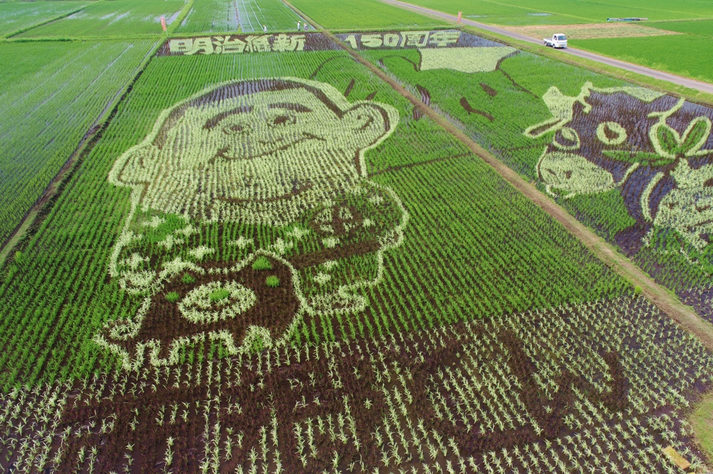 田んぼアート