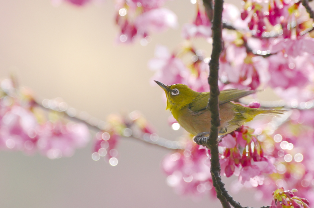 花の便り(7)