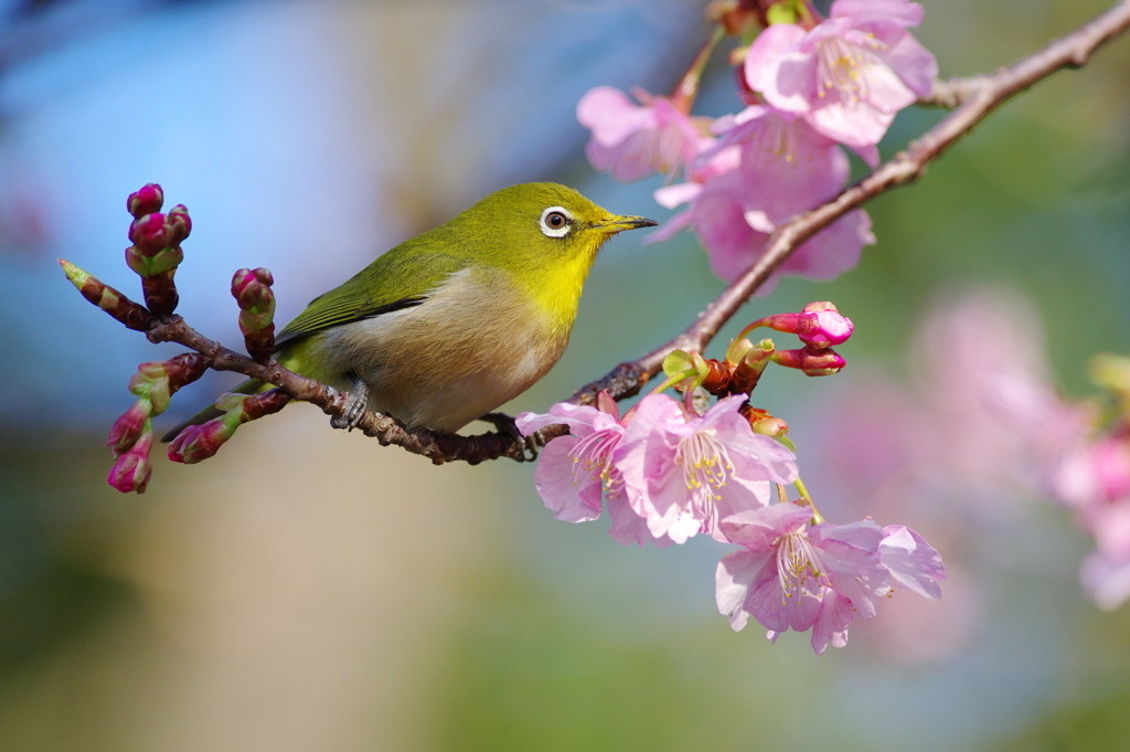 「春よ、来い」(1)