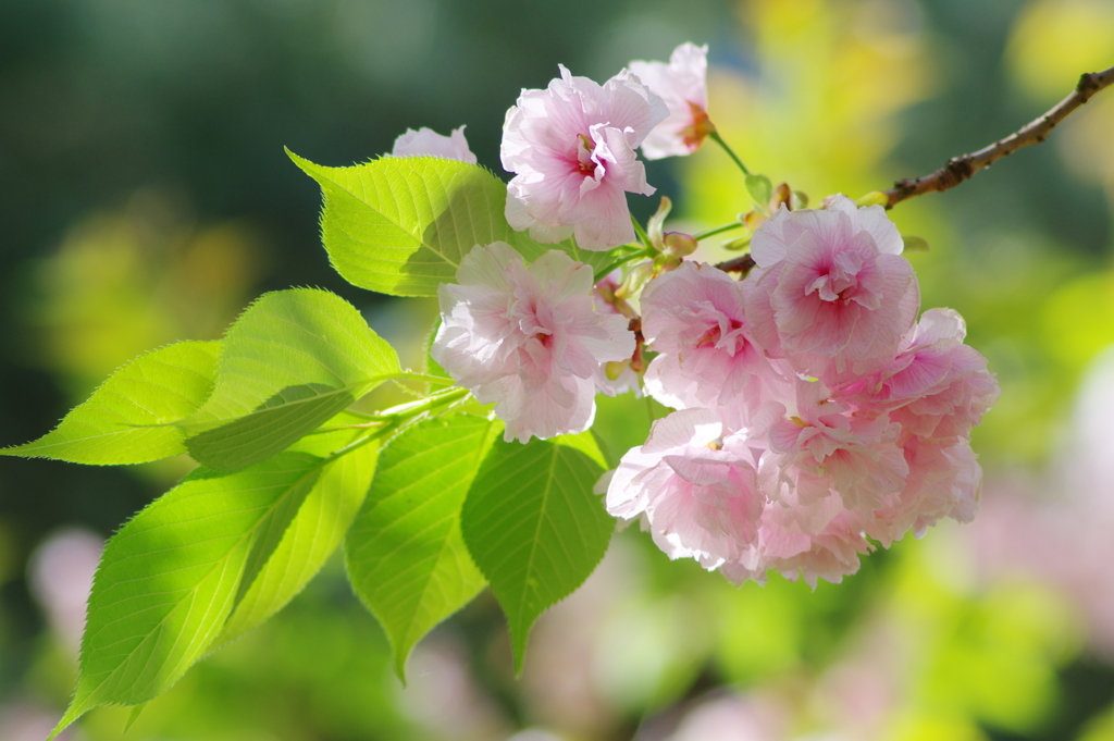 花笑う(4)