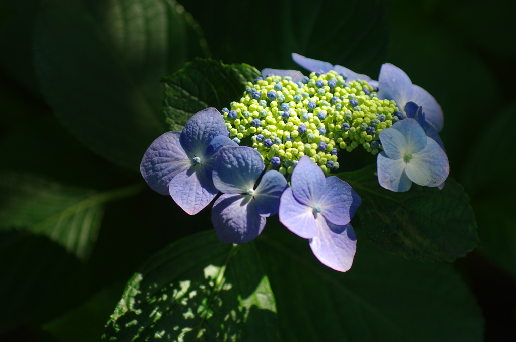 夏ぼうけ(5)