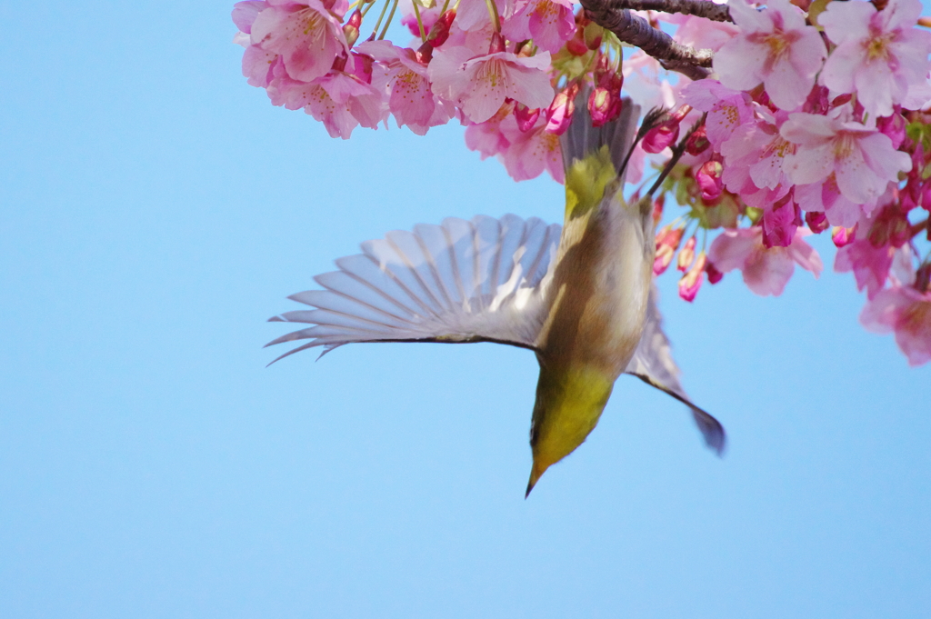 春の天使(7)