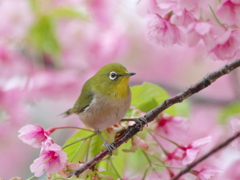 春雨の吐息(22)