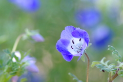 花風(9)