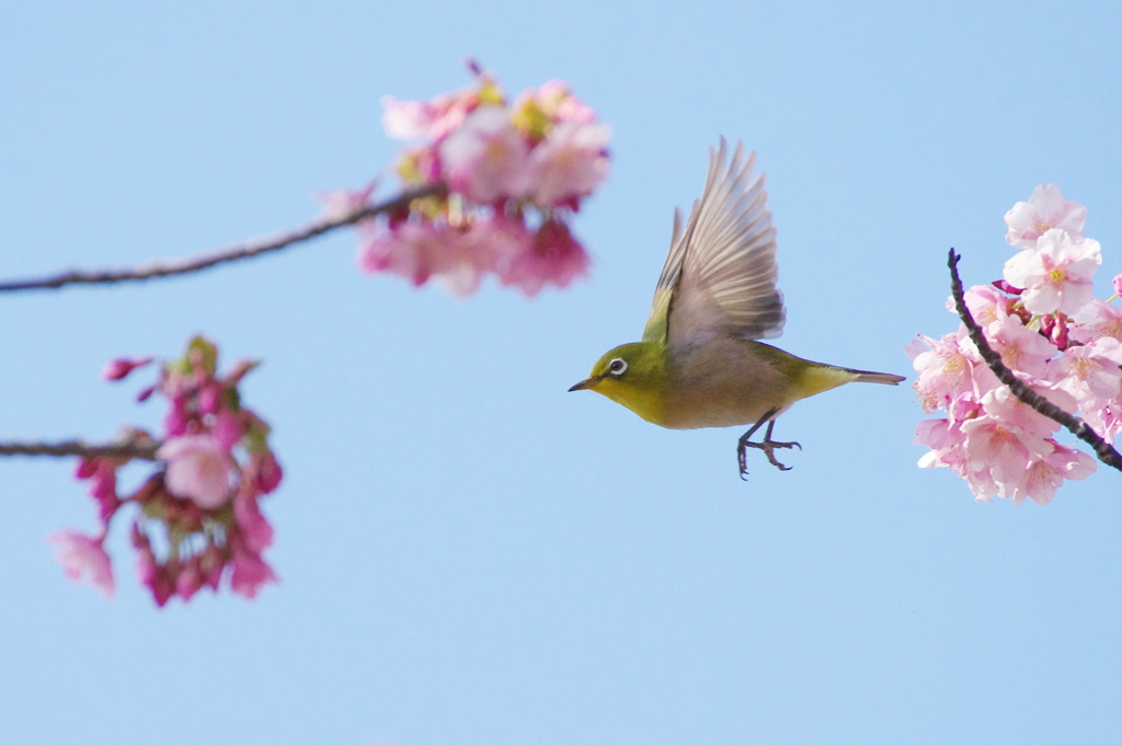 花霞(7)