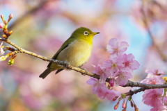瞳に恋（11）