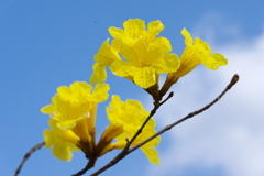 青金花(1)