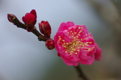 小寒の梅(1)