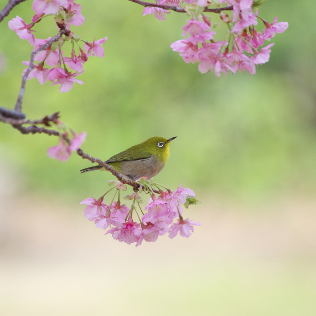 春の歌をきいて(9)