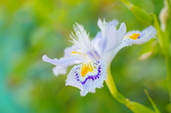 花風(3)