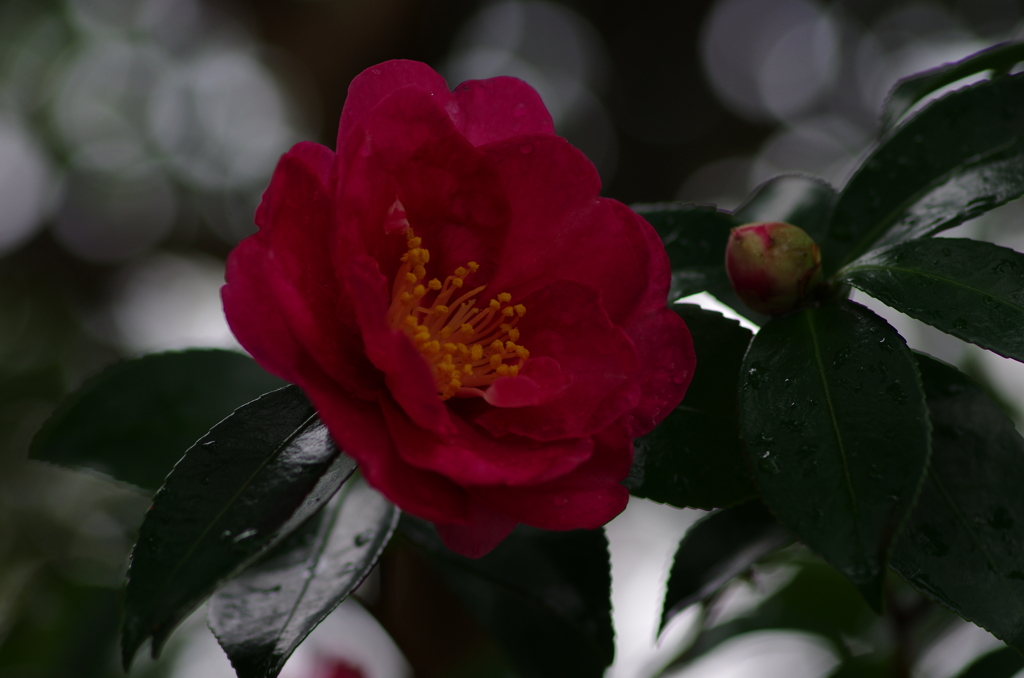 花時雨(7)