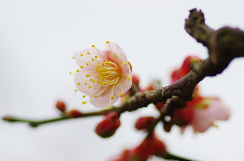 梅探し(3)