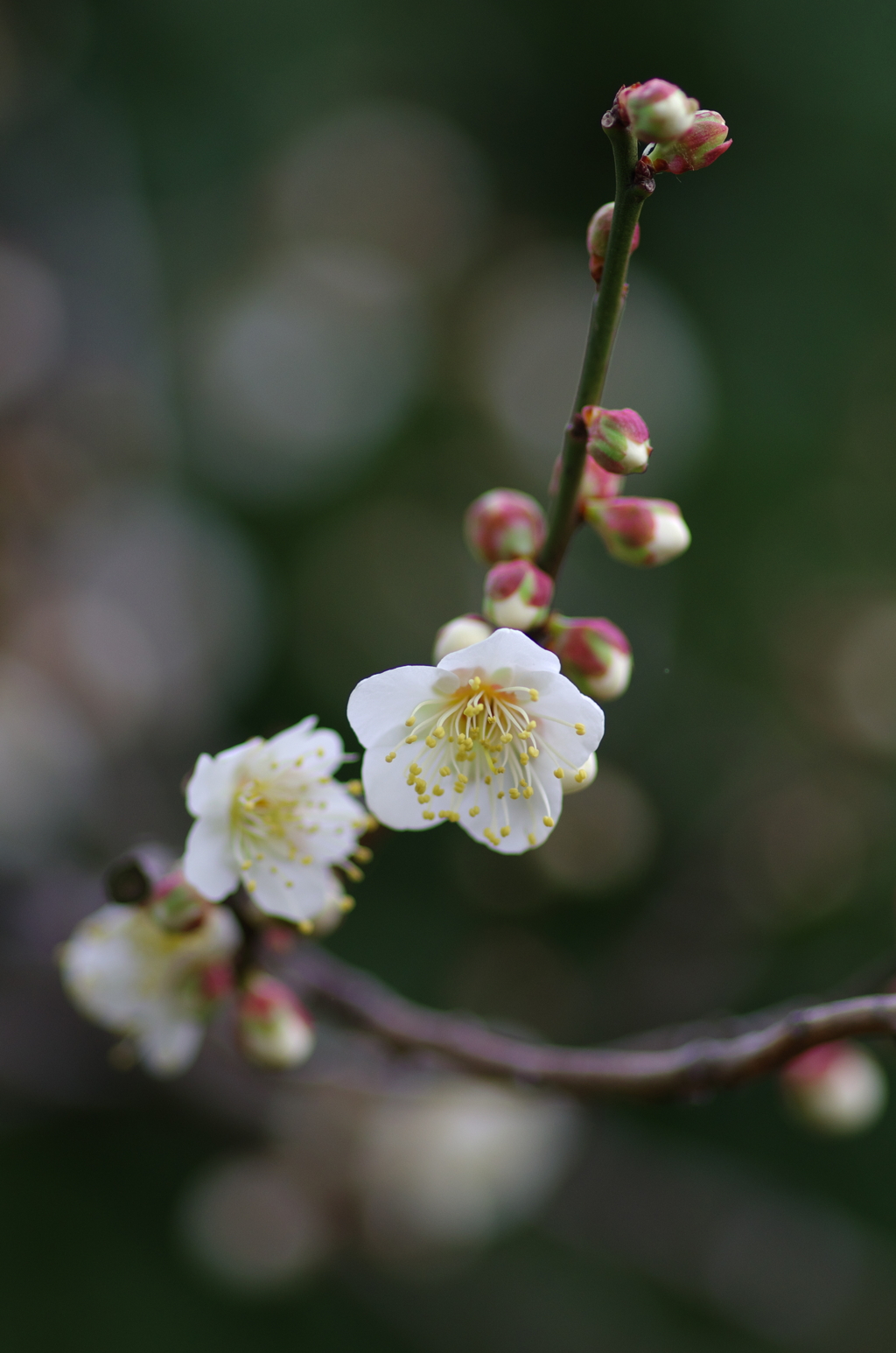 東風解凍（はるかぜこおりをとく）(9)