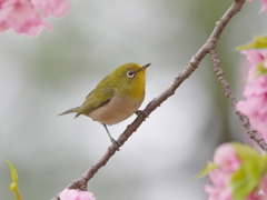 春雨の吐息(4)