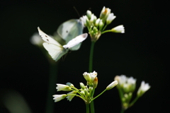 白い花たち(2)