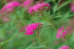 微に咲く花(2)